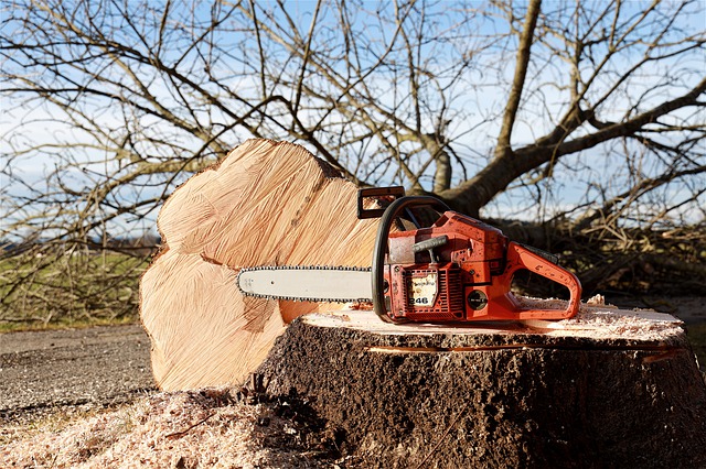 Tree-cutting-chainsaw